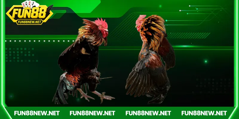 Fun88 – Cầu nối đưa người chơi đến với đá gà Campuchia