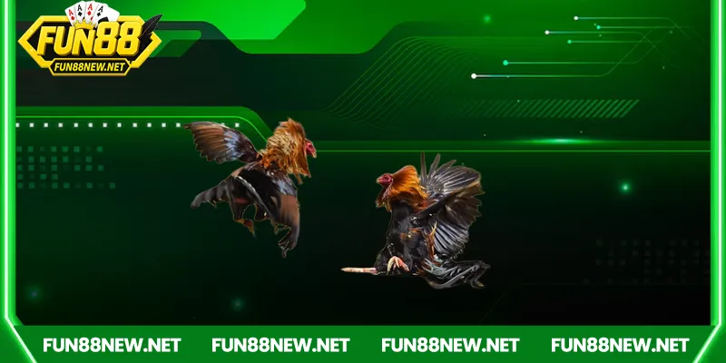 Trực tiếp đá gà – Trải nghiệm trường gà Campuchia